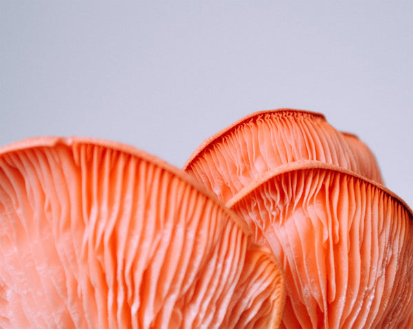 Functional Mushrooms: Benefits & How to Prepare Them