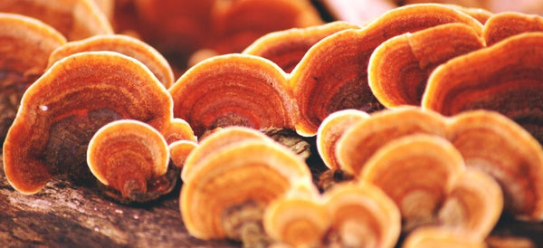 What are the health benefits of Reishi mushrooms?
